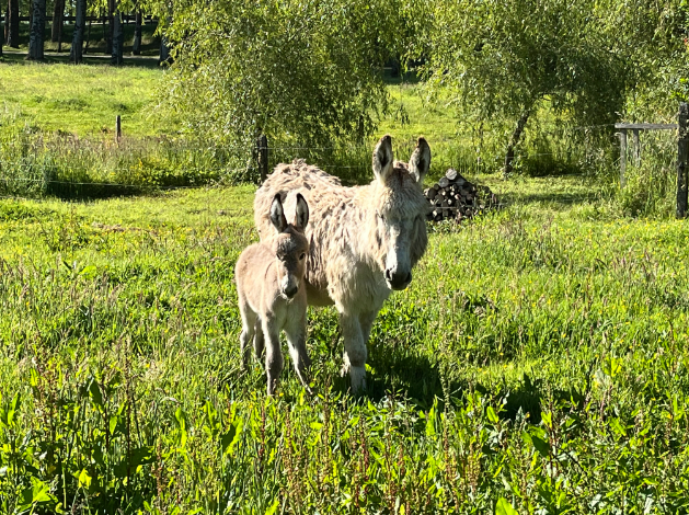 DONKEYS